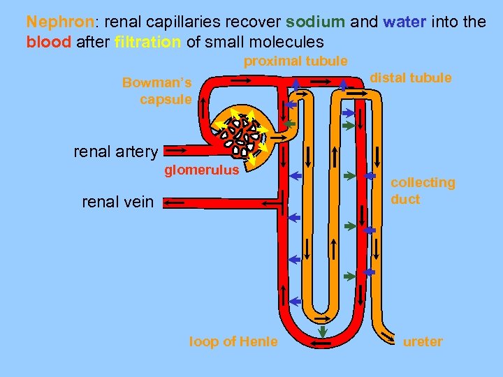 Nephron: renal capillaries recover sodium and water into the blood after filtration of small