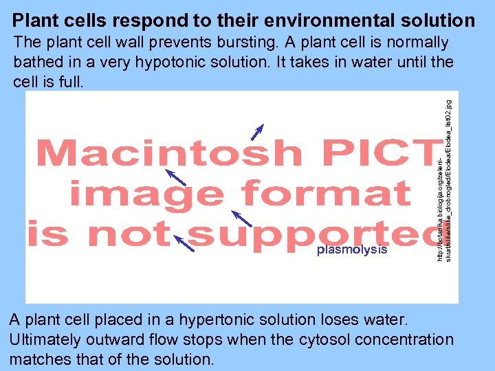 Plant cells respond to their environmental solution plasmolysis http: //botanika. biologija. org/zeleniskrat/slike_drobnogled/Elodea_list 02. jpg