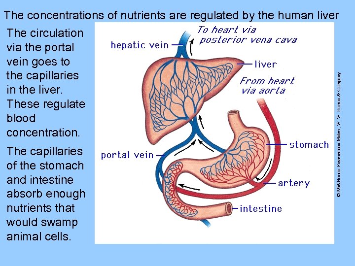 The capillaries of the stomach and intestine absorb enough nutrients that would swamp animal
