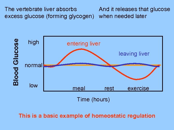 Blood Glucose The vertebrate liver absorbs And it releases that glucose excess glucose (forming