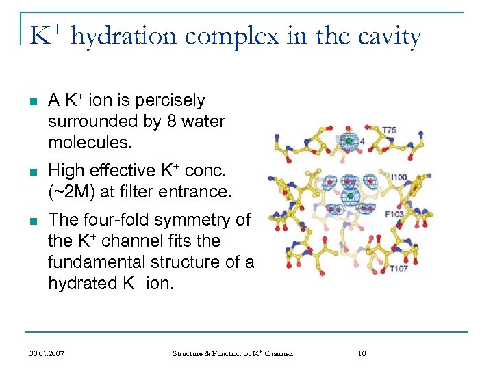 + K hydration complex in the cavity n A K+ ion is percisely surrounded