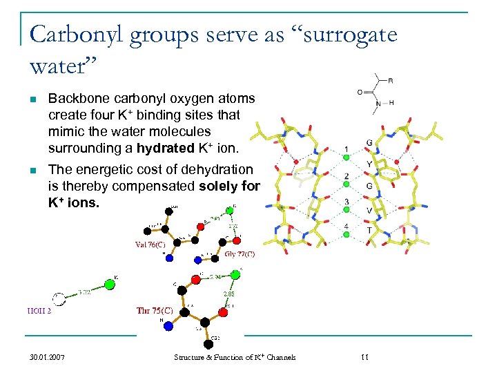 Carbonyl groups serve as “surrogate water” n Backbone carbonyl oxygen atoms create four K+