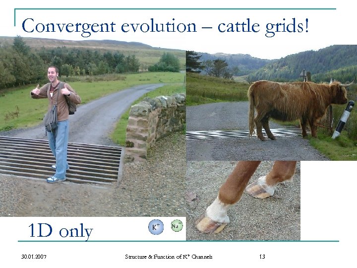Convergent evolution – cattle grids! n Humans found a similar solution to a similar