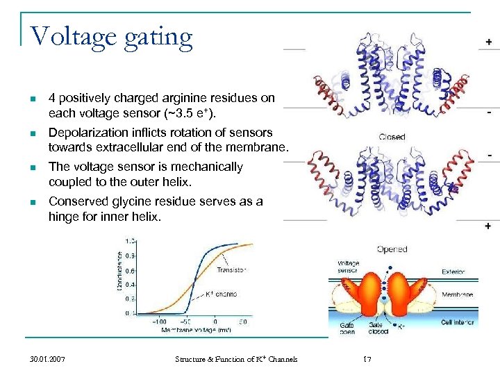 Voltage gating n 4 positively charged arginine residues on each voltage sensor (~3. 5