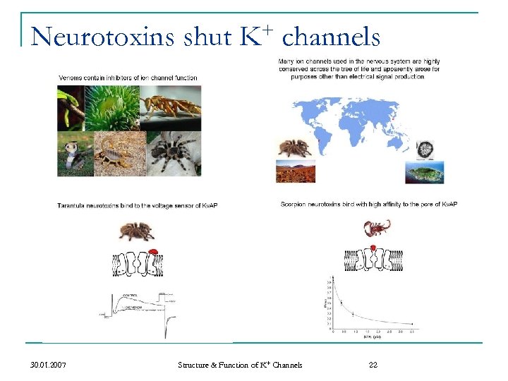 Neurotoxins shut 30. 01. 2007 + K channels Structure & Function of K+ Channels