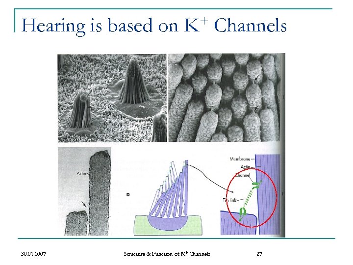 Hearing is based on 30. 01. 2007 + K Structure & Function of K+