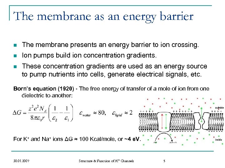 The membrane as an energy barrier n The membrane presents an energy barrier to