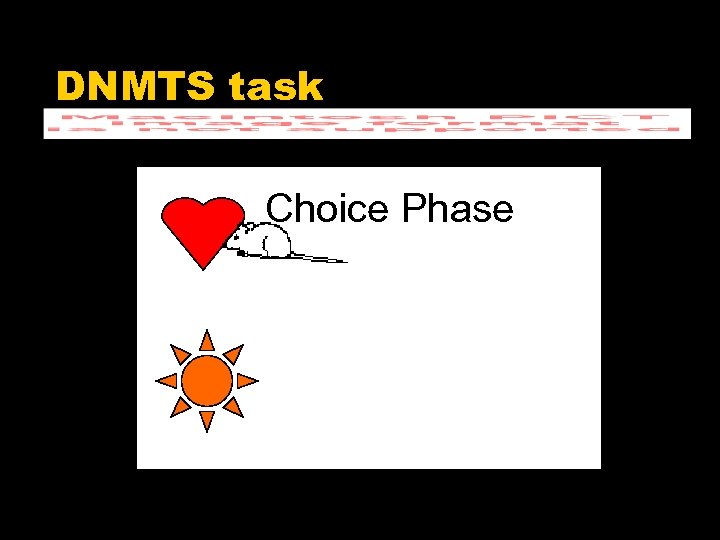 DNMTS task Delay Sample Phase Choice Phase 