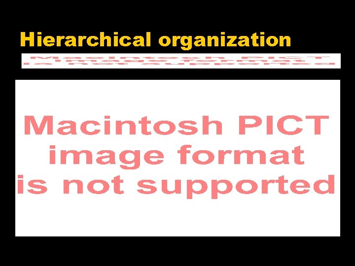 Hierarchical organization 