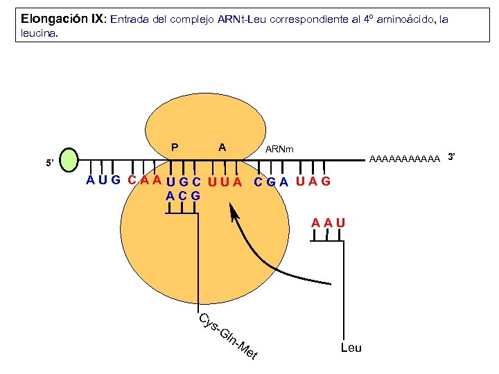 Elongación IX: Entrada del complejo ARNt-Leu correspondiente al 4º aminoácido, la leucina. P A