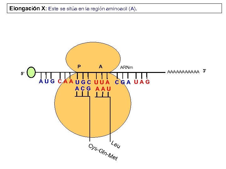 Elongación X: Este se sitúa en la región aminoacil (A). P A ARNm 5’