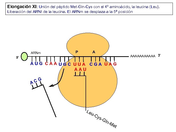 Elongación XI: Unión del péptido Met-Gln-Cys con el 4º aminoácido, la leucina (Leu). Liberación