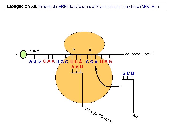 Elongación XII: Entrada del ARNt de la leucina, el 5º aminoácido, la arginina (ARNt-Arg).