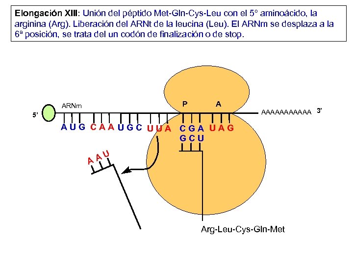 Elongación XIII: Unión del péptido Met-Gln-Cys-Leu con el 5º aminoácido, la arginina (Arg). Liberación