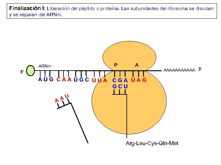 Finalización I: Liberación del péptido o proteína. Las subunidades del ribosoma se disocian y