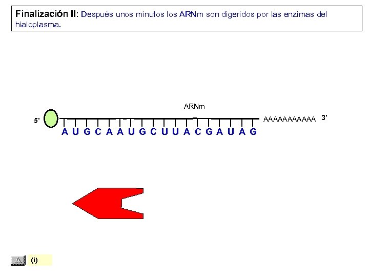 Finalización II: Después unos minutos los ARNm son digeridos por las enzimas del hialoplasma.