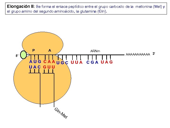 Elongación II: Se forma el enlace peptídico entre el grupo carboxilo de la metionina