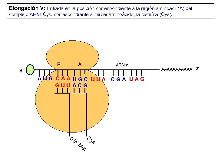 Elongación V: Entrada en la posición correspondiente a la región aminoacil (A) del complejo