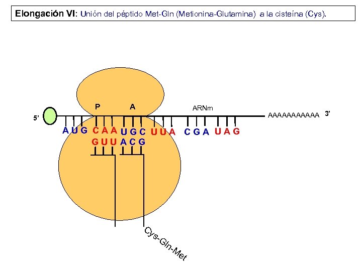 Elongación VI: Unión del péptido Met-Gln (Metionina-Glutamina) a la cisteína (Cys). P A ARNm