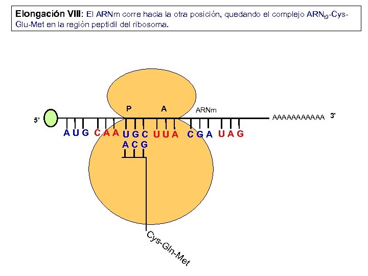 Elongación VIII: El ARNm corre hacia la otra posición, quedando el complejo ARNt 3