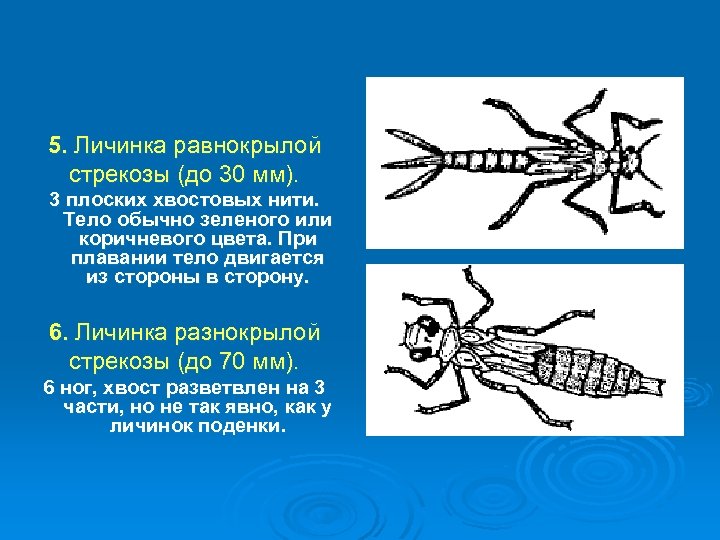 Для стрекозы характерен тип развития