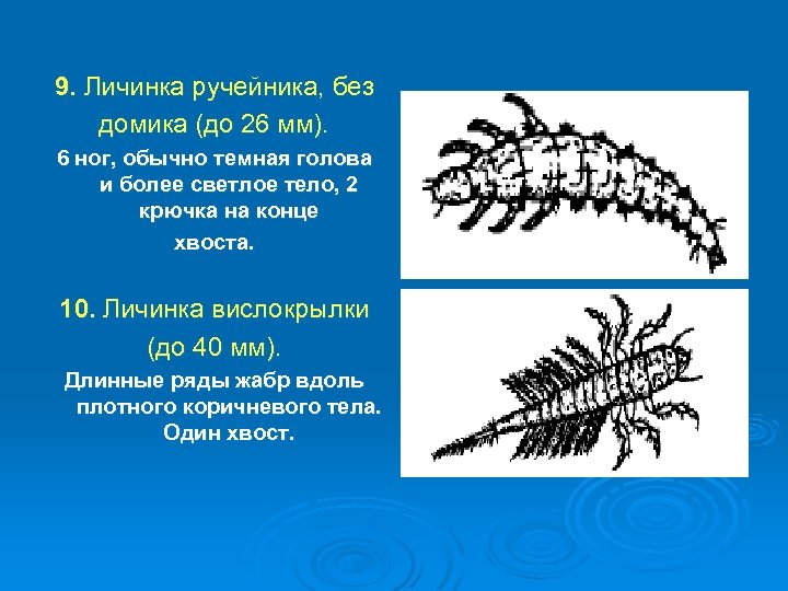 9. Личинка ручейника, без домика (до 26 мм). 6 ног, обычно темная голова и