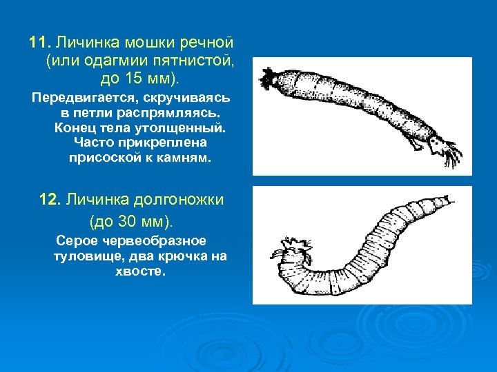 11. Личинка мошки речной (или одагмии пятнистой, до 15 мм). Передвигается, скручиваясь в петли