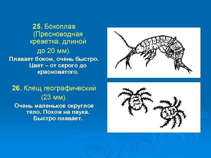 25. Бокоплав (Пресноводная креветка, длиной до 20 мм). Плавает боком, очень быстро. Цвет –