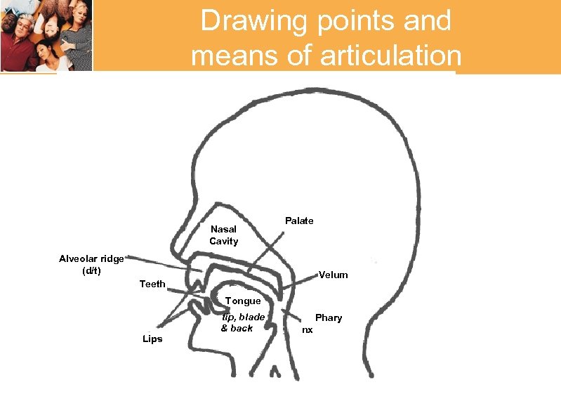 Drawing points and means of articulation Nasal Cavity Alveolar ridge (d/t) Palate Velum Teeth