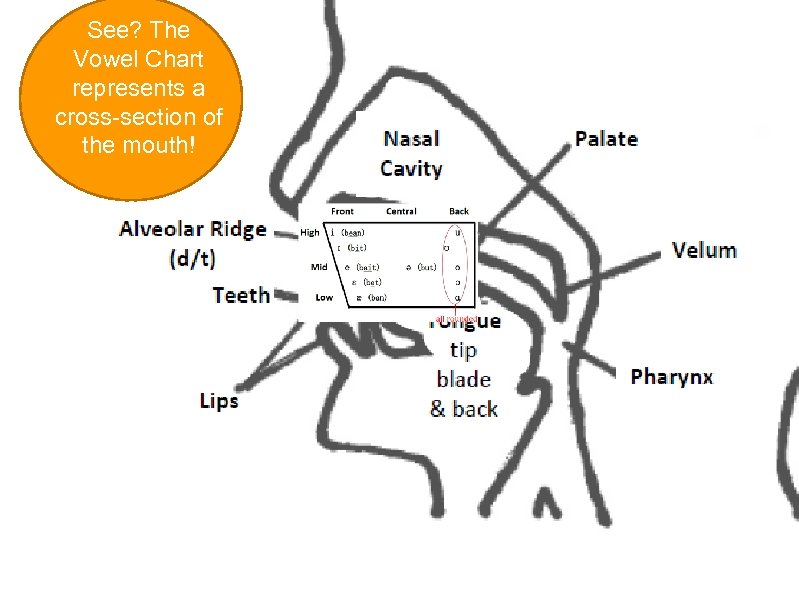 See? The Vowel Chart represents a cross-section of the mouth! 