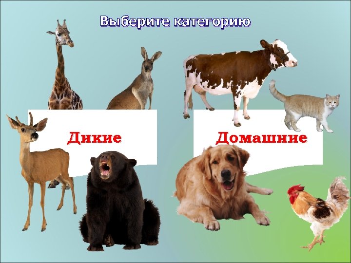 Выберите категорию Дикие Домашние 