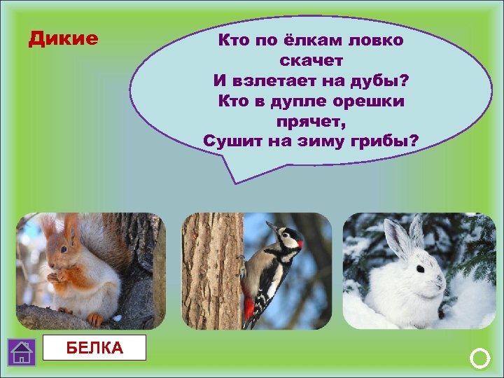 Дикие БЕЛКА Кто по ёлкам ловко скачет И взлетает на дубы? Кто в дупле