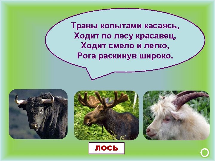 Травы копытами касаясь, Ходит по лесу красавец, Ходит смело и легко, Рога раскинув широко.