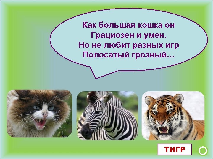 Как большая кошка он Грациозен и умен. Но не любит разных игр Полосатый грозный…