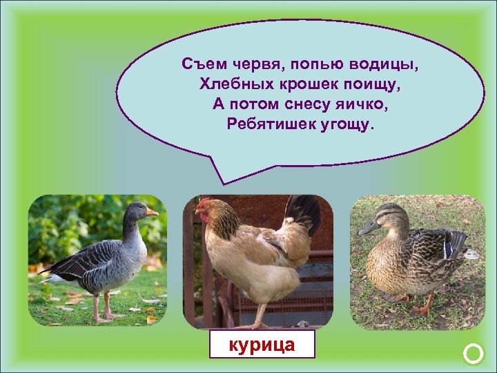 Съем червя, попью водицы, Хлебных крошек поищу, А потом снесу яичко, Ребятишек угощу. курица