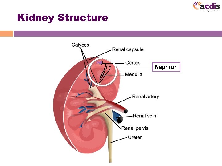 Kidney Structure Nephron 