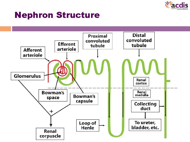 Nephron Structure 