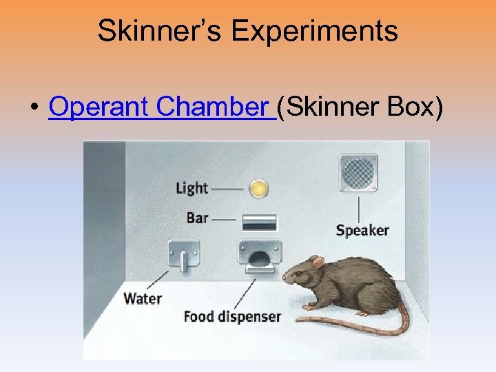 Skinner’s Experiments • Operant Chamber (Skinner Box) 