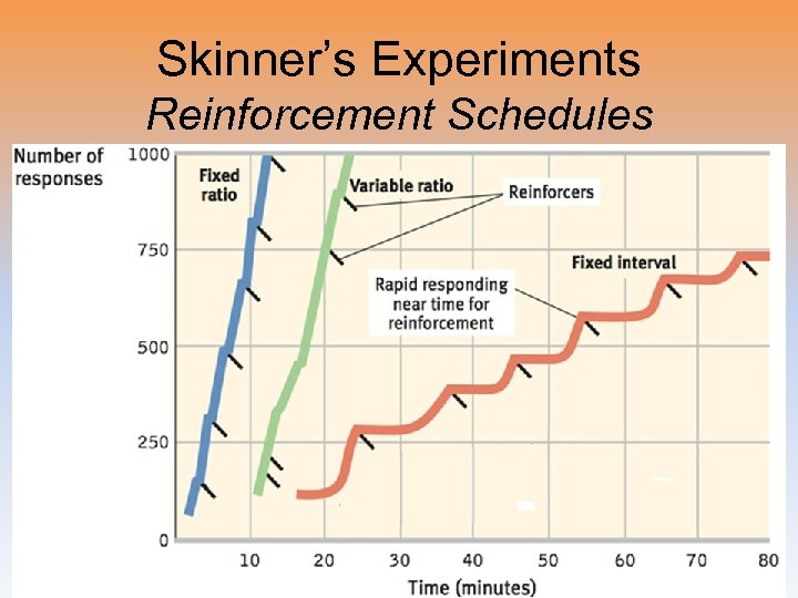 Skinner’s Experiments Reinforcement Schedules 