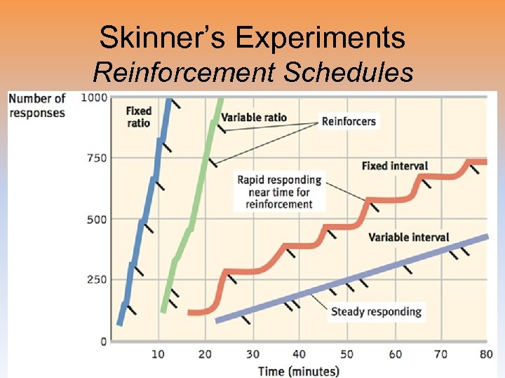 Skinner’s Experiments Reinforcement Schedules 