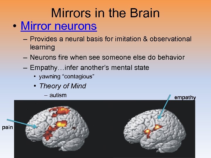 Mirrors in the Brain • Mirror neurons – Provides a neural basis for imitation