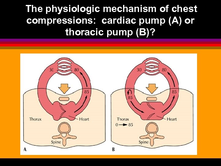 The physiologic mechanism of chest compressions: cardiac pump (A) or thoracic pump (B)? 