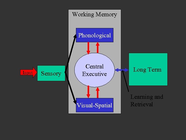 Working Memory Phonological Input Sensory Central Executive Visual-Spatial Long Term Learning and Retrieval 