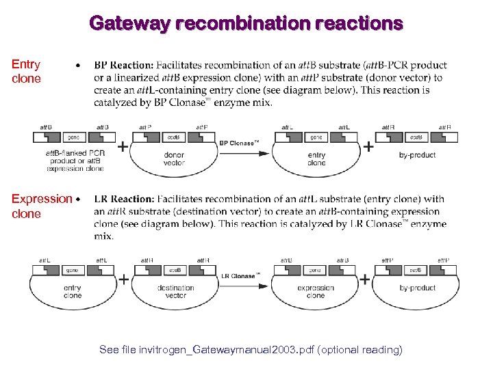 Gateway recombination reactions Entry clone Expression clone See file invitrogen_Gatewaymanual 2003. pdf (optional reading)