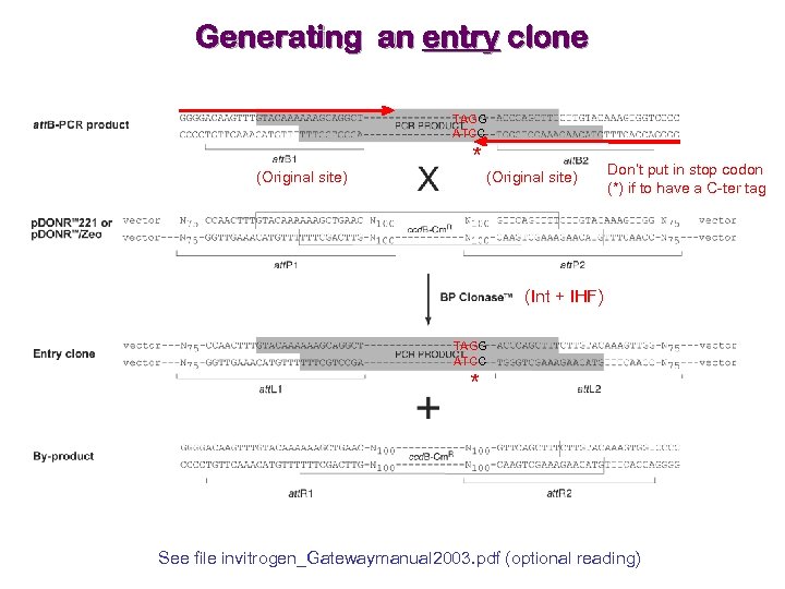 Generating an entry clone TAGG ATCC (Original site) * (Original site) Don’t put in