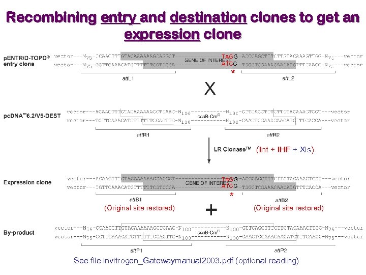 Recombining entry and destination clones to get an expression clone TAGG ATCC * (Int