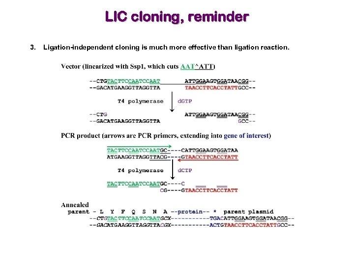 LIC cloning, reminder 3. Ligation-independent cloning is much more effective than ligation reaction. 