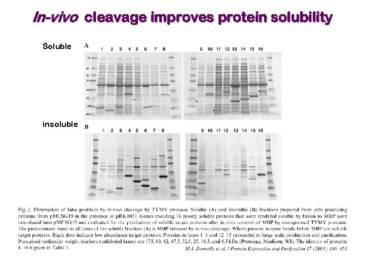 In-vivo cleavage improves protein solubility Soluble insoluble 