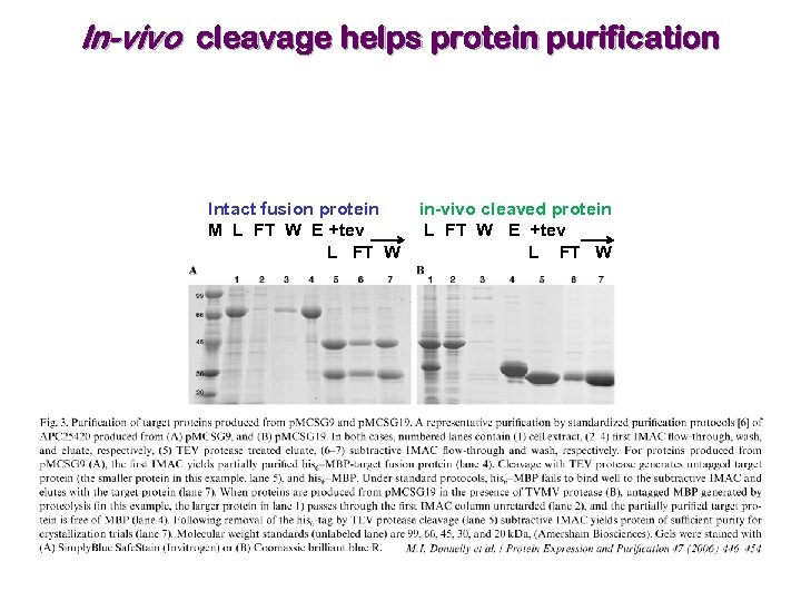 In-vivo cleavage helps protein purification Intact fusion protein M L FT W E +tev