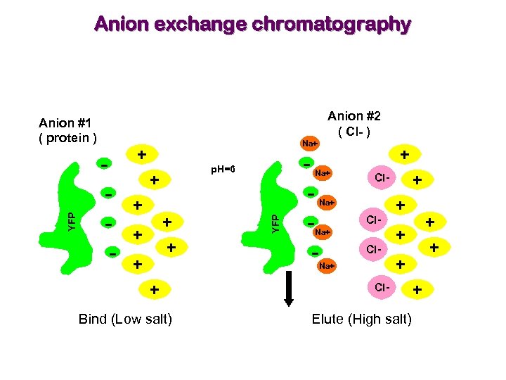 Anion exchange chromatography Anion #2 ( Cl- ) - Na+ + p. H=6 +